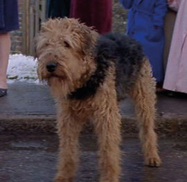 Kipper 101 Dalmatians Wiki Kipper 101 Dalmatians Wiki