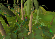 Kharazi Jungle