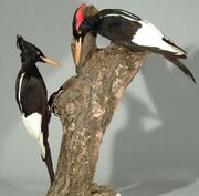 0611080911 carpintero imperial thl.jpg