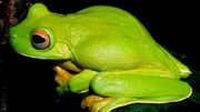 Guinea8-afp--644x362.jpg