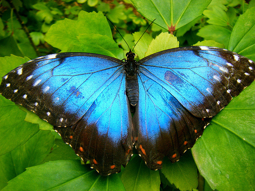 Emperor Butterfly | Animal Crossing: New Leaf Wiki | Fandom powered by