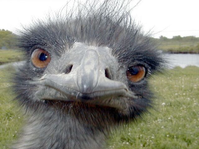 File:Emu.jpg