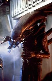 Alien (1979) - The Alien