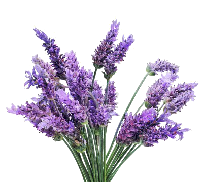 Image - A-bunch-of-lavender-flowers-on-a-white-background(2).png
