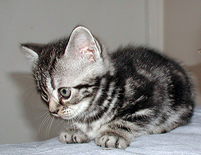 Image - America shorthair kitten in white gray with black ...