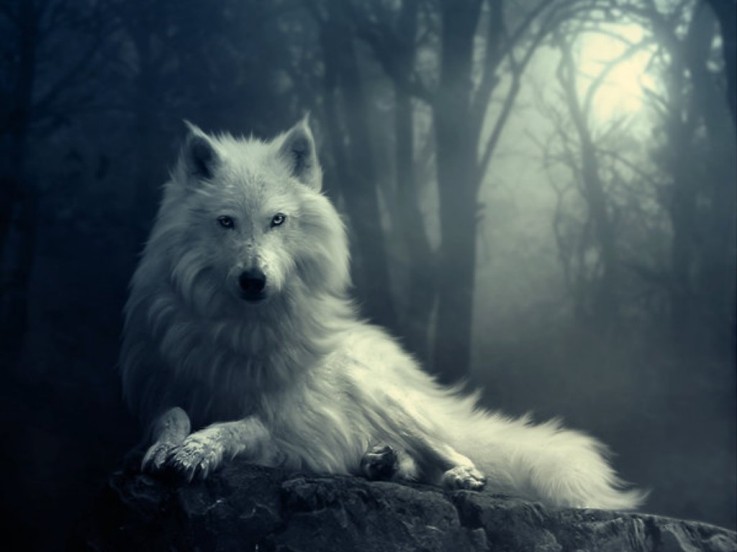 white wolf wikia