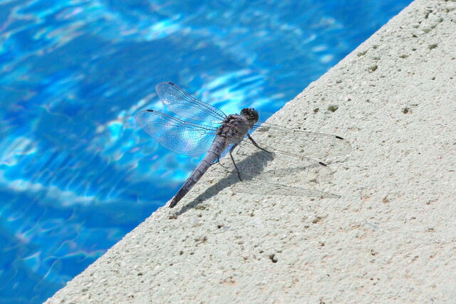 File:Insect- dragonfly.jpg