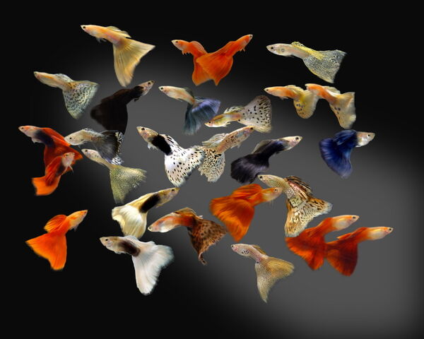 File:Guppy-strains.jpg