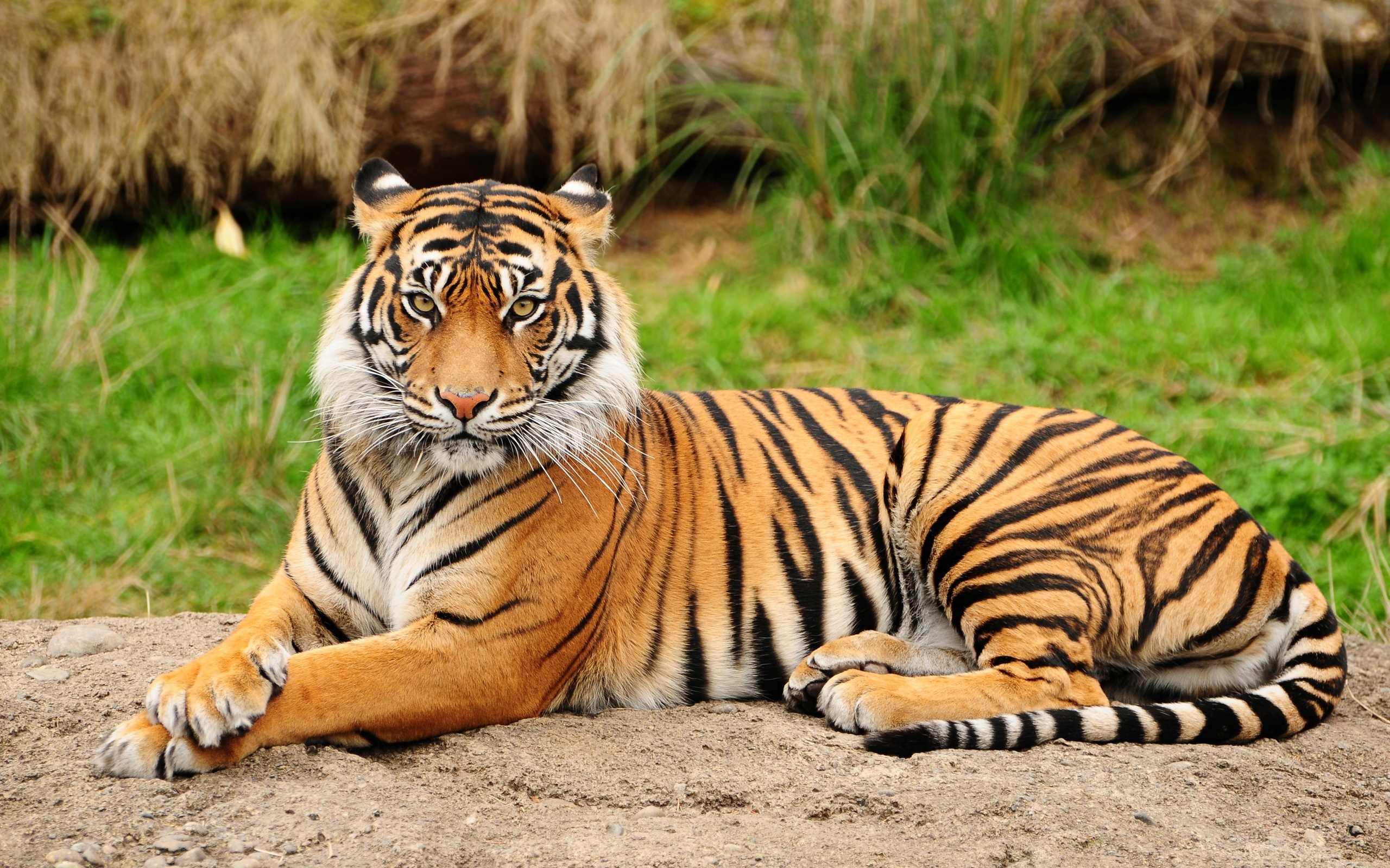 image de tigre