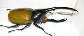 Dynastes hercules lichyi (male)2 hercules beetle