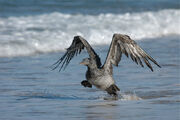 Release of the Gannet 11-29-09 9