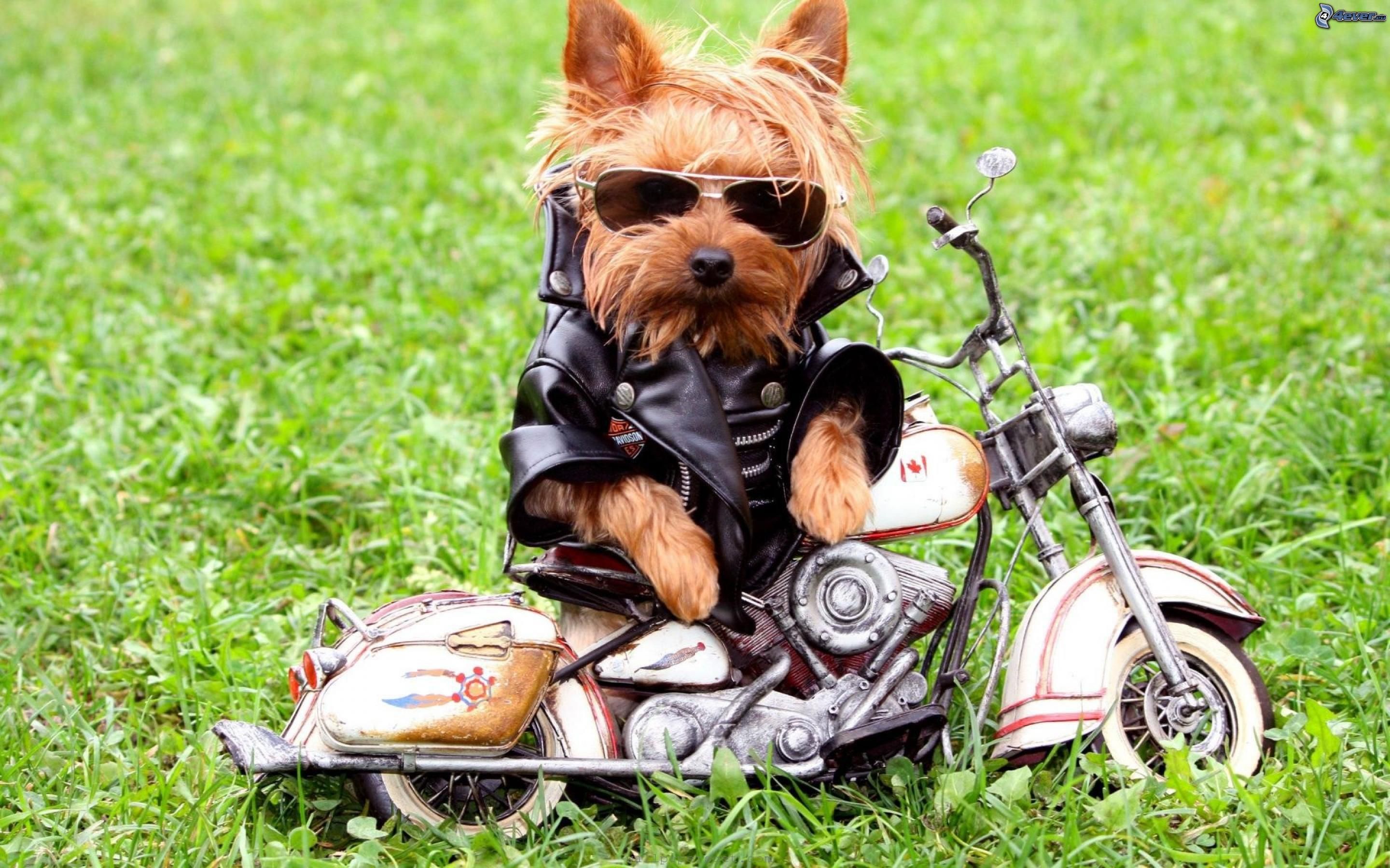 [Image: Yorkshire_terrier_with_glasses,_motocycl...167247.jpg]