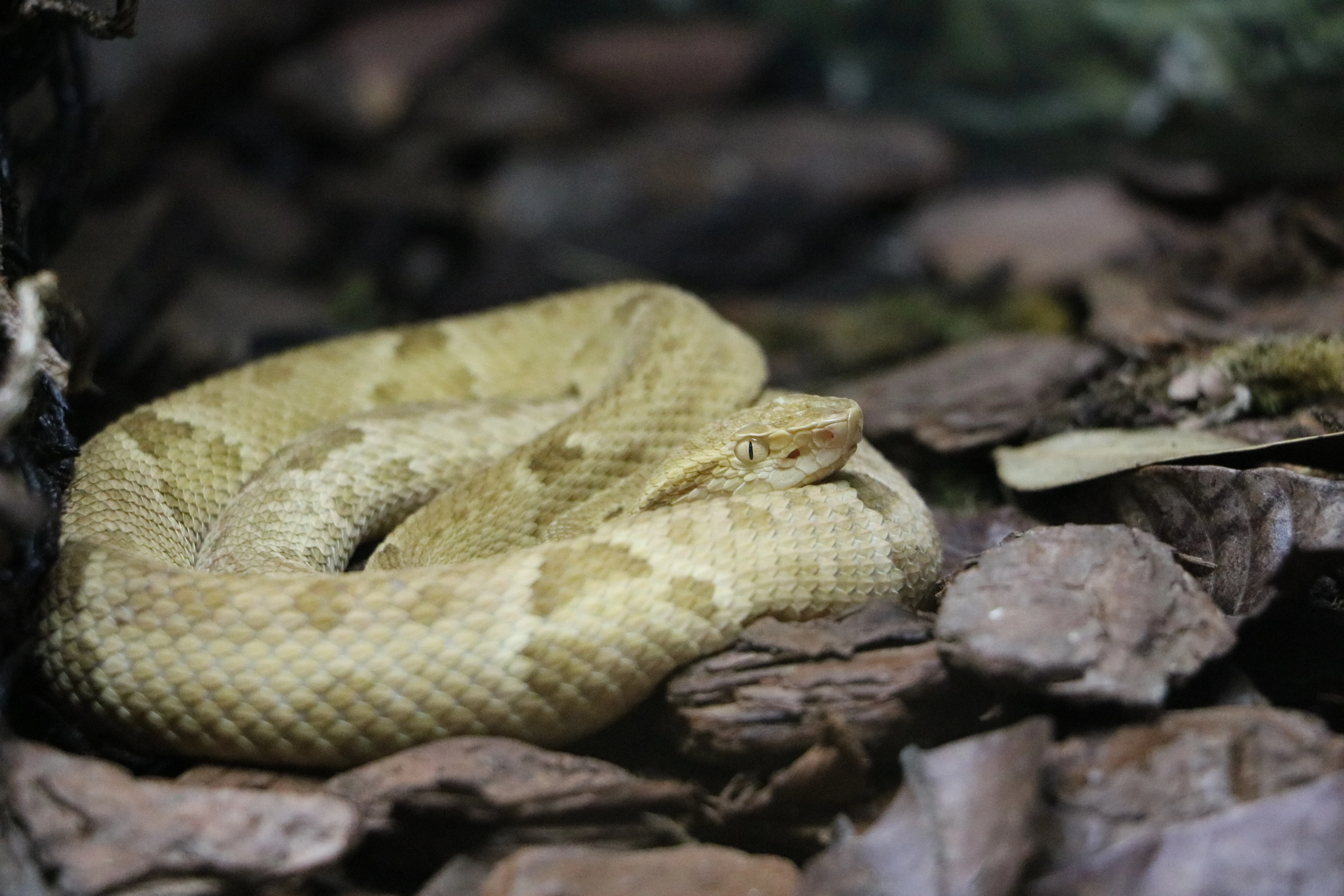 Bothrops insularis Animal Database Fandom powered by Wikia
