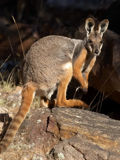 Yellowfooted Rock Wallaby Animal Database Fandom powered by Wikia