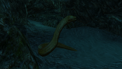 AC4 Moray Eel