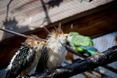 Two cuckoos on a branch with a parrot in the background, photographed inside an aviary.