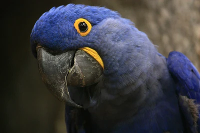 Portrait of a blue parrot .