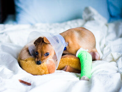 Sorrel puppy with a foreleg in a green cast wearing an Elizabethan collar and biting a plush toy.