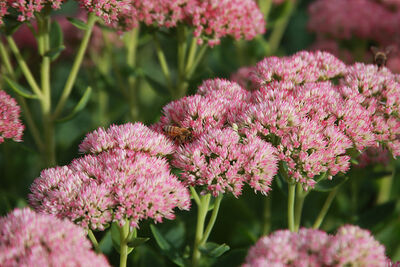 Honeybee on pink flowers.