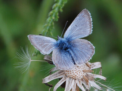 Silvery-blue butterfly on a dandelion seed head photographed in Talkeetna, Alaska, USA.
