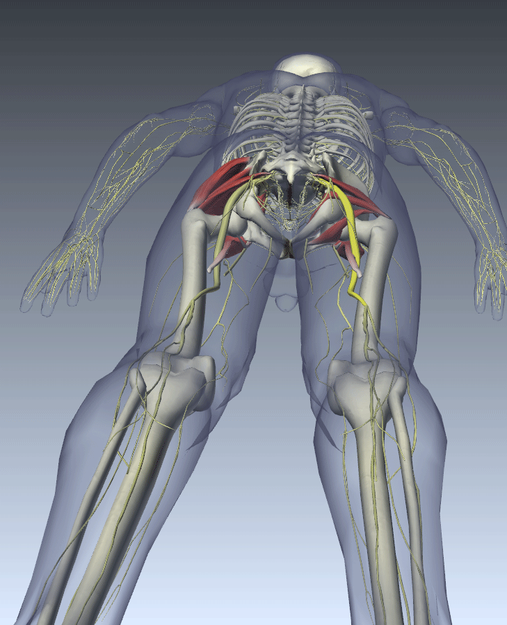 Nerve medicine for pain, quotes for january month, sciatica nerve