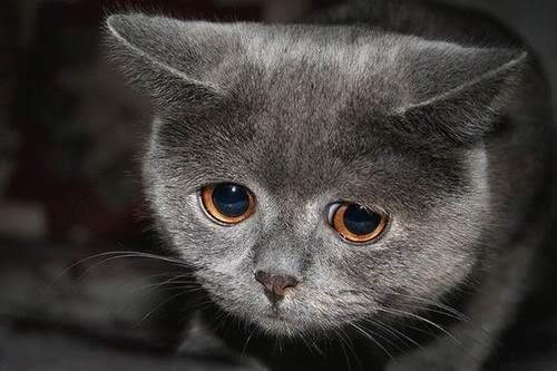 Sad_kitty_face.jpg