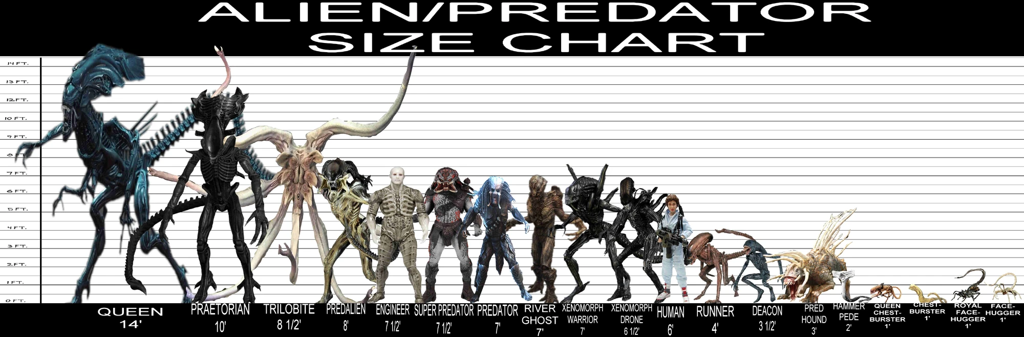 Image Alien and Predator Size Chart.jpg Xenopedia FANDOM powered