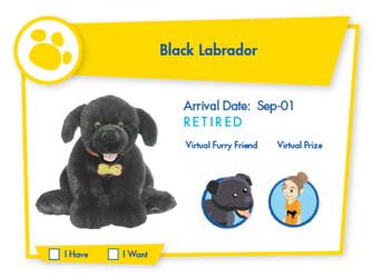 Black Labrador