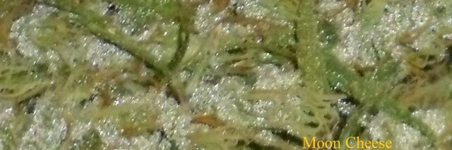 File:Moon cheese closeup crystals.jpg