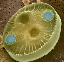 Images (2).jpg (9 KB) Images (2)