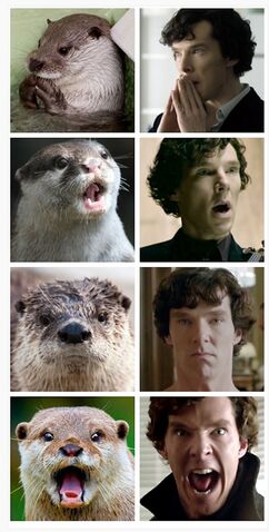 File:Otters-Who-Look-Like-Benedict-Cumberbatch1.jpg