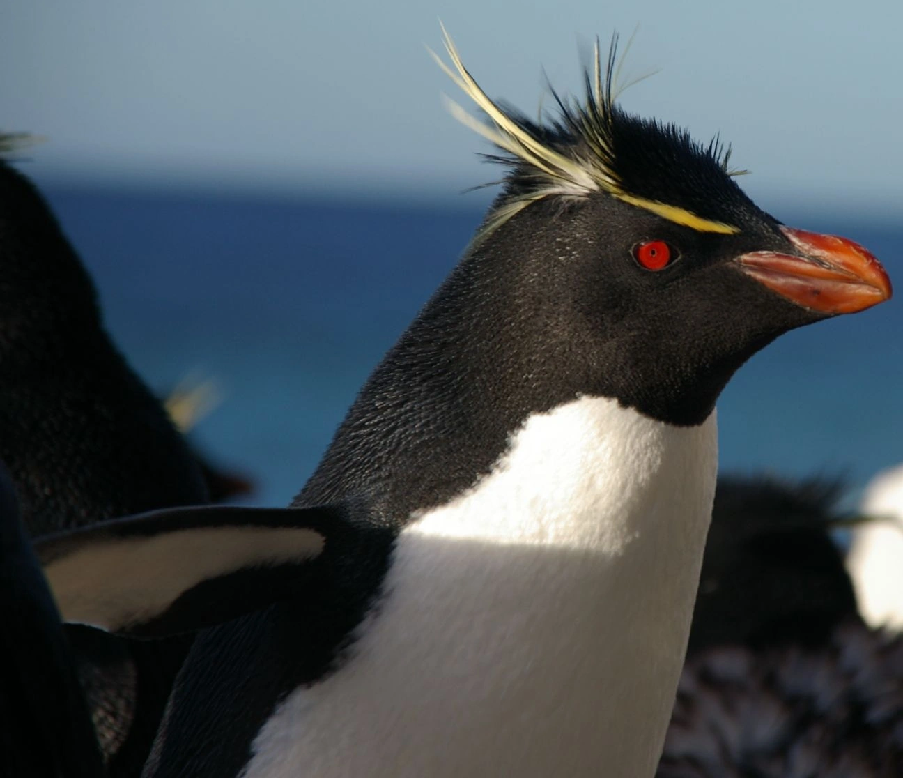 Southern Rockhopper Penguin | Club Penguin Fan Universe | FANDOM