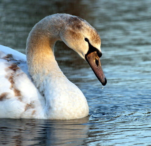 File:Not just an ugly duckling....jpg