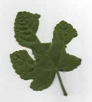 Leaf