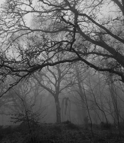 Slender forest 2.jpg (156 KB) Slender forest 2