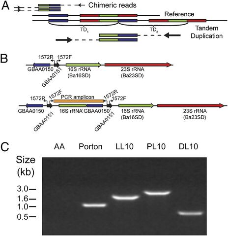 File:Anthrax genome.jpg