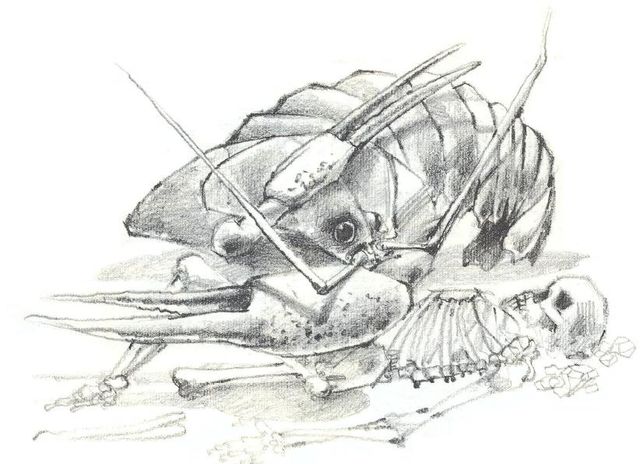 Image result for golden clip crayfish