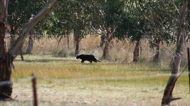 Gippsland Phantom Cat Cryptid Wiki Fandom Powered By Wikia Gippsland Phantom Cat Cryptid Wiki Fandom Powered By Wikia