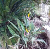 Strelitzia reginae 2012 kdumim