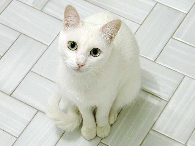 White Cats With Green Eyes White Cats With Green Eyes