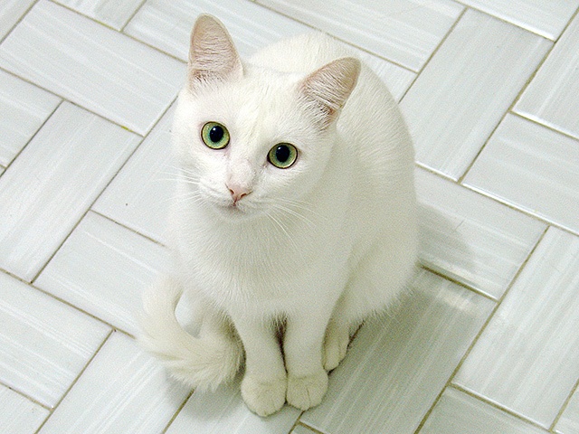 White Cats With Green Eyes