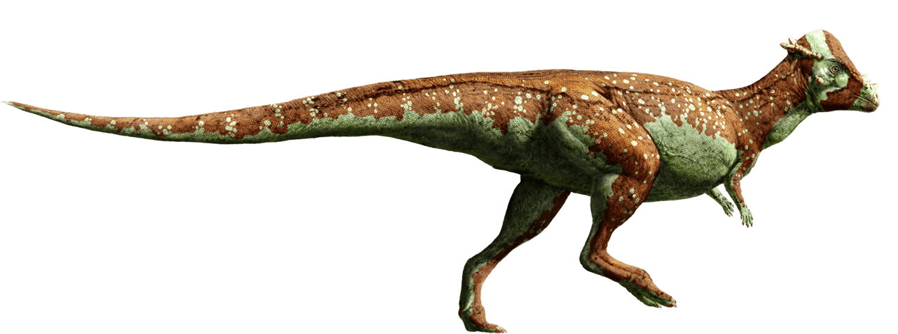 pachycephalosaurus dinosaur