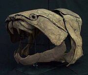 Dunkleosteus skull