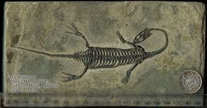800px-Keichousaurus fossil with scale