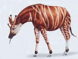 Image result for Giraffokeryx