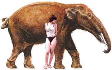 Image result for Gomphotherium