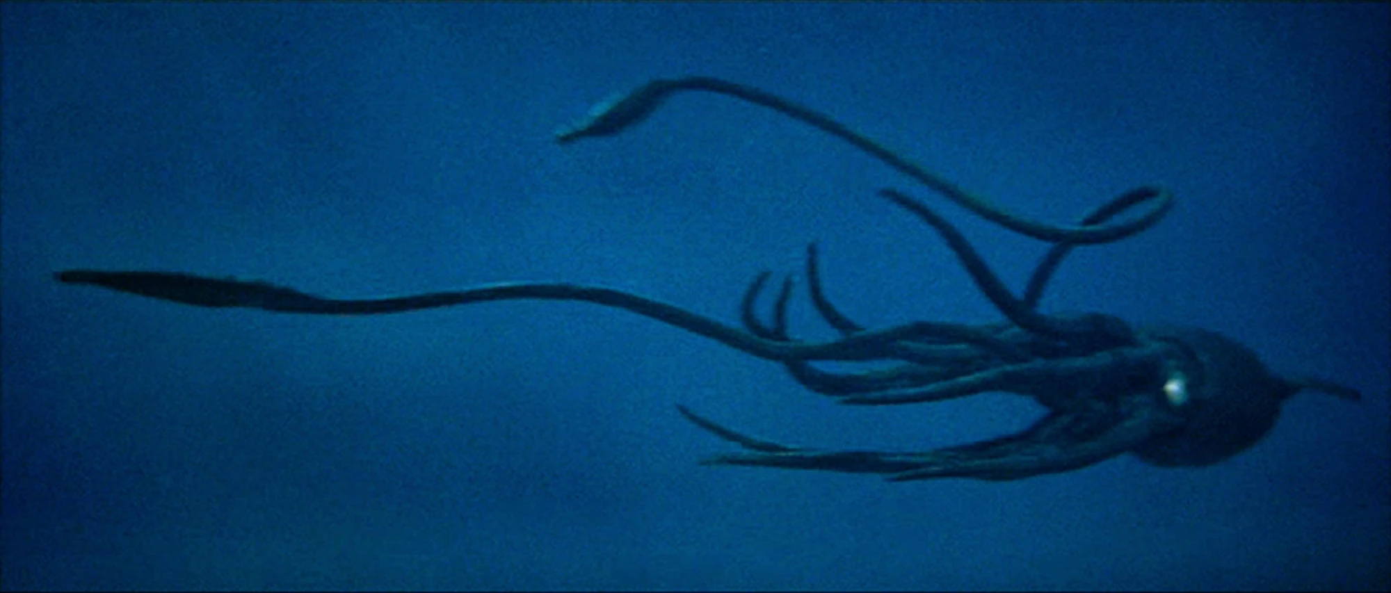 Giant Squid (20,000 Leagues Under the sea) Wickedpedia Giant Squid (20,000 Leagues Under the sea) Wickedpedia