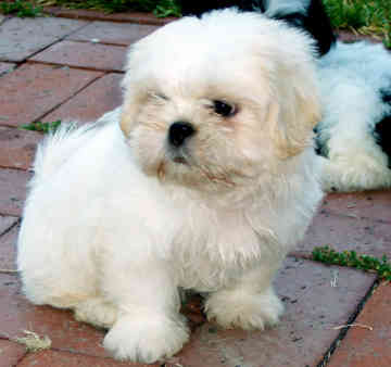 all white shih tzu image white shih tzu jpg dogs and cats wiki fandom powered by wikia all white shih tzu image white shih tzu jpg dogs and cats wiki fandom powered by wikia