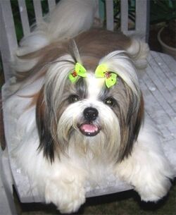 eye drops for shih tzu shih tzu dogs and cats wiki fandom powered by wikia eye drops for shih tzu shih tzu dogs and cats wiki fandom powered by wikia