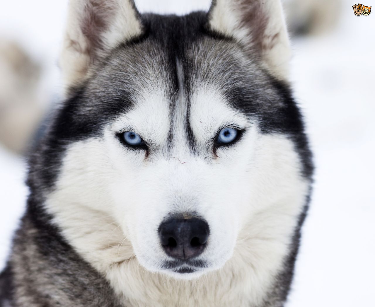 category-husky-dogs-and-puppies-wiki-fandom-powered-by-wikia